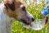 Compact water bowl for dogs